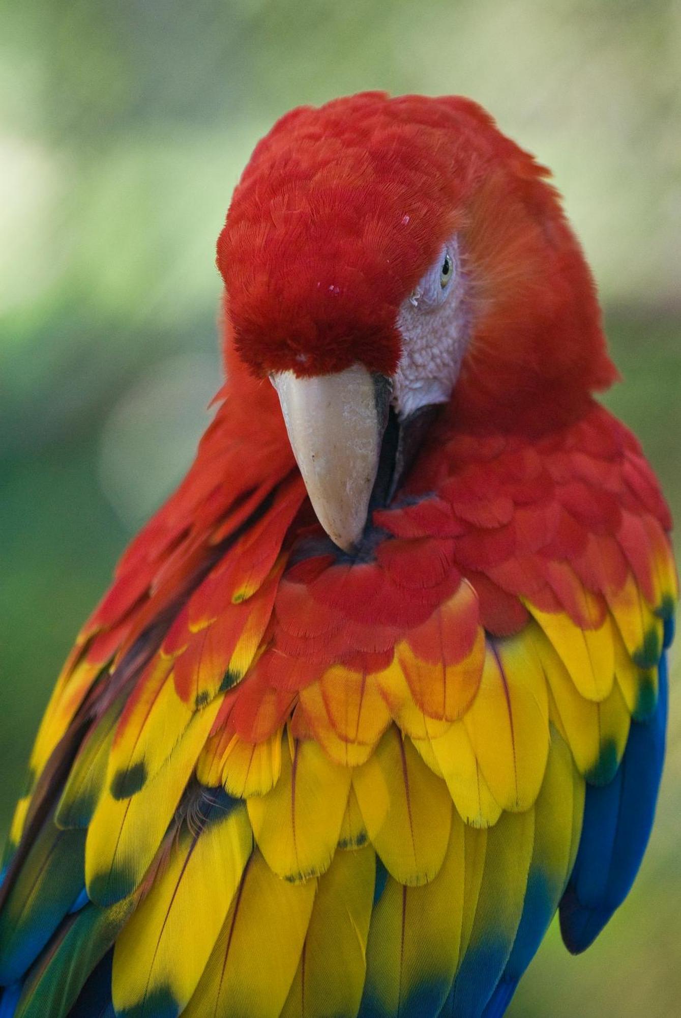 Las Guacamayas Lodge Resort, Selva Lacandona, Chiapas Mexico Tlatizapán Buitenkant foto